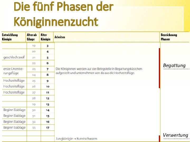 Die fünf Phasen der Königinnenzucht Begattung -> Seite 7 Verwertung 