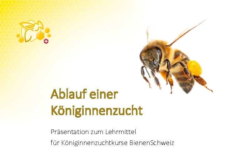 Ablauf einer Königinnenzucht Präsentation zum Lehrmittel für Königinnenzuchtkurse Bienen. Schweiz 