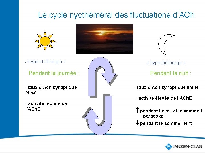 Le cycle nycthéméral des fluctuations d’ACh « hypercholinergie » Pendant la journée : -