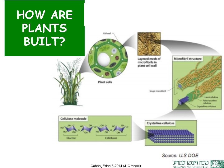 How are plants built ? HOW ARE PLANTS BUILT? Cahen, Erice 7 -2014 (J.