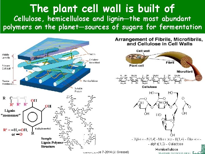The plant cell wall is built of Cellulose, hemicellulose and lignin—the most abundant polymers