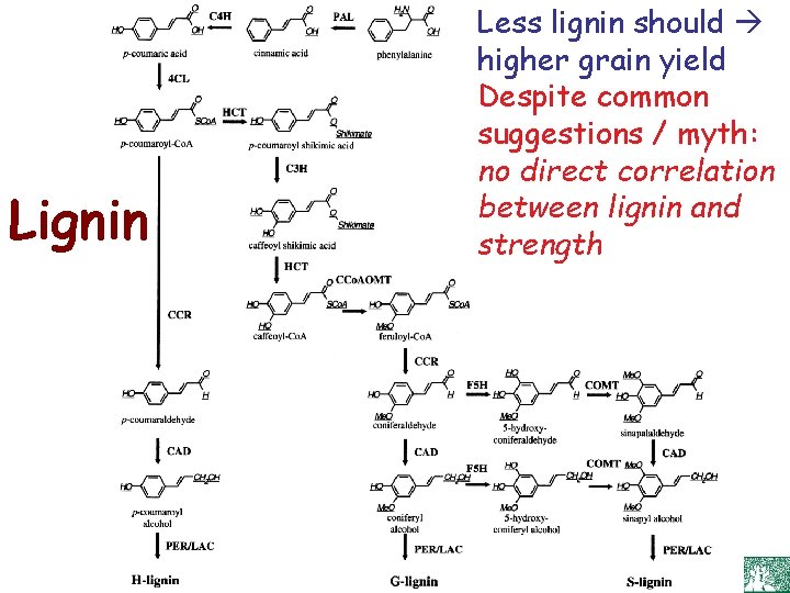 Lignin Less lignin should higher grain yield Despite common suggestions / myth: no direct