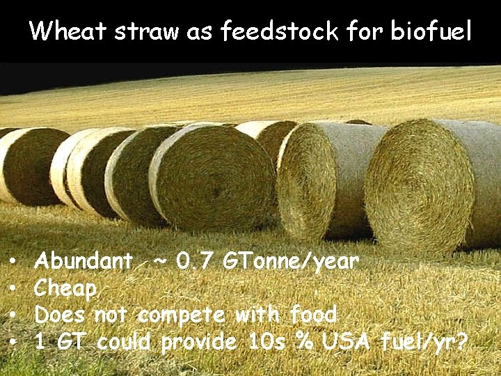 Wheat straw as feedstock for biofuel • • Abundant ~ 0. 7 GTonne/year Cheap