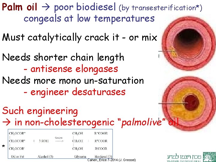 Palm oil poor biodiesel (by transesterification*) congeals at low temperatures Must catalytically crack it