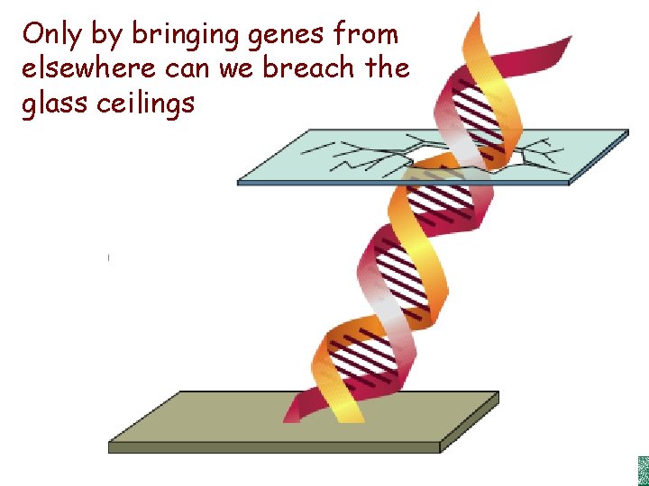 Only by bringing genes from elsewhere can we breach the glass ceilings Cahen, Erice