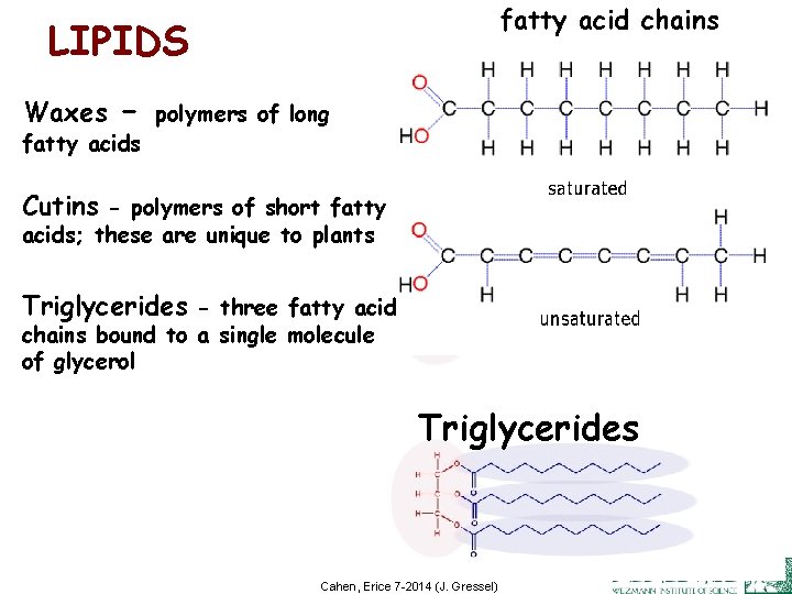 fatty acid chains LIPIDS Waxes - fatty acids polymers of long Cutins - polymers