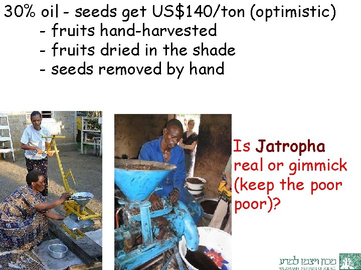 30% oil - seeds get US$140/ton (optimistic) - fruits hand-harvested - fruits dried in