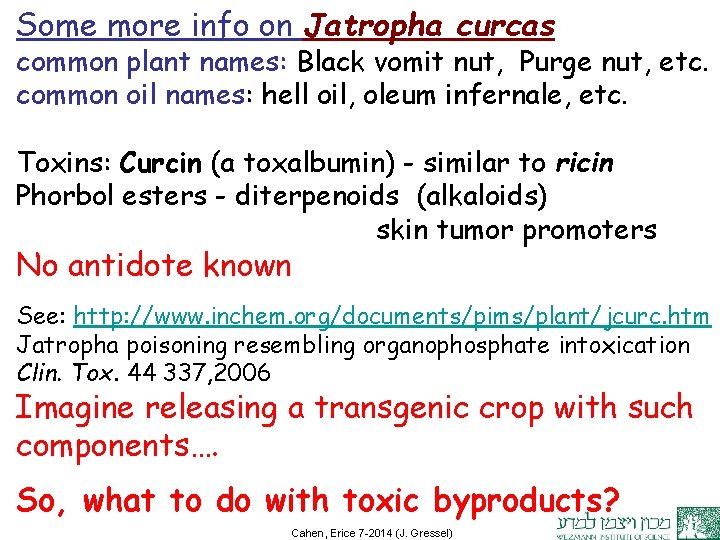 Some more info on Jatropha curcas common plant names: Black vomit nut, Purge nut,