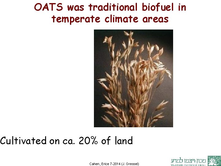 OATS was traditional biofuel in temperate climate areas Cultivated on ca. 20% of land