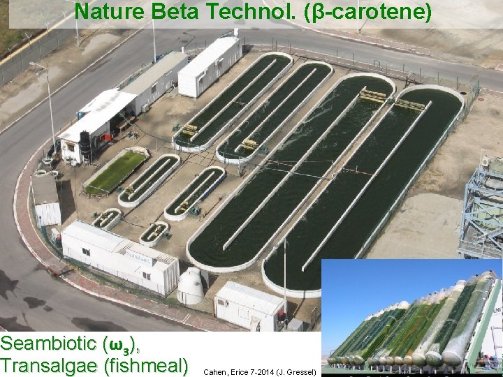 Nature Beta Technol. (β-carotene) Seambiotic (ω ( 3), Transalgae (fishmeal) Cahen, Erice 7 -2014