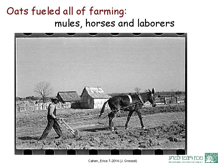 Oats fueled all of farming: mules, horses and laborers Cahen, Erice 7 -2014 (J.