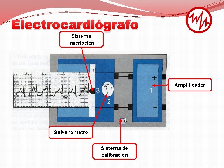Electrocardiógrafo Sistema inscripción Amplificador Galvanómetro Sistema de calibración 