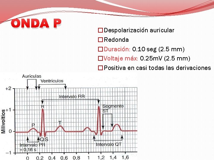 ONDA P �Despolarización auricular �Redonda �Duración: 0. 10 seg (2. 5 mm) �Voltaje máx: