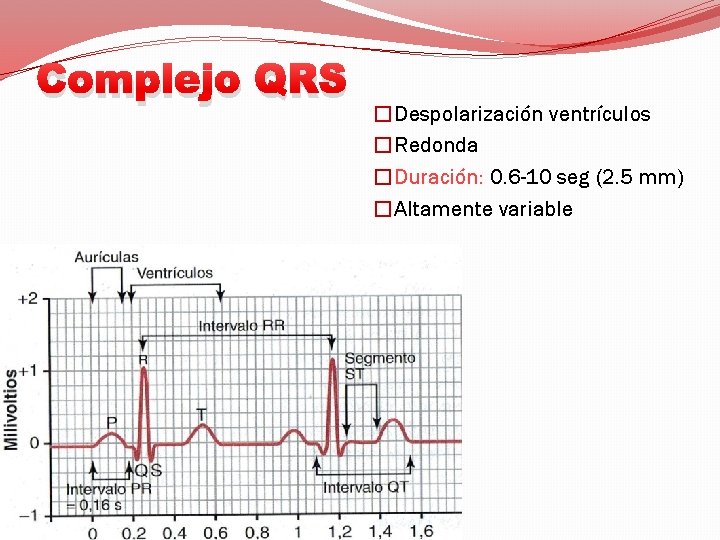 Complejo QRS �Despolarización ventrículos �Redonda �Duración: 0. 6 -10 seg (2. 5 mm) �Altamente