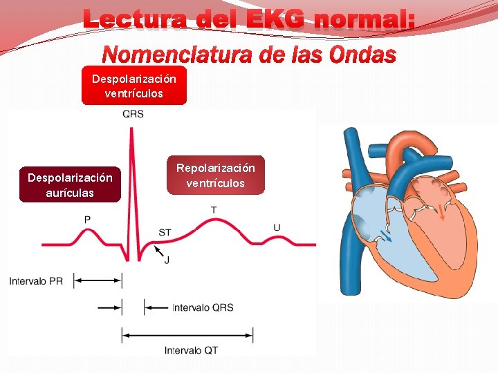 Lectura del EKG normal: Nomenclatura de las Ondas Despolarización ventrículos Despolarización aurículas Repolarización ventrículos