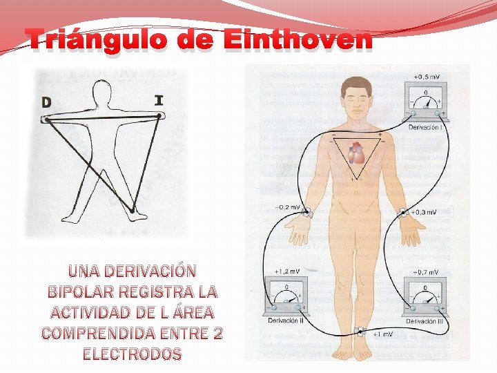 Triángulo de Einthoven UNA DERIVACIÓN BIPOLAR REGISTRA LA ACTIVIDAD DE L ÁREA COMPRENDIDA ENTRE