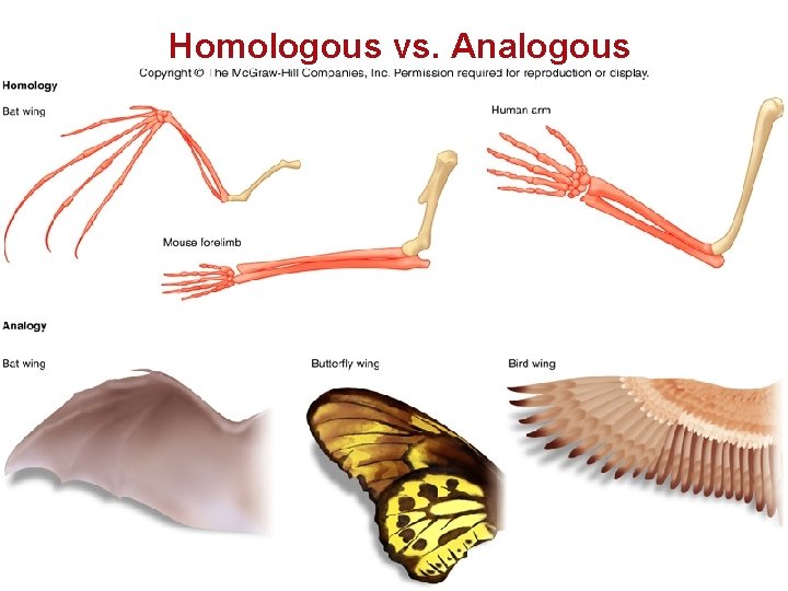 Homologous vs. Analogous 