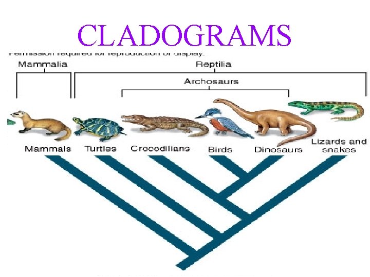 CLADOGRAMS 