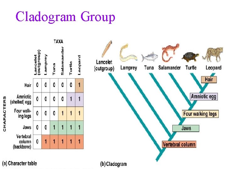 Cladogram Group 