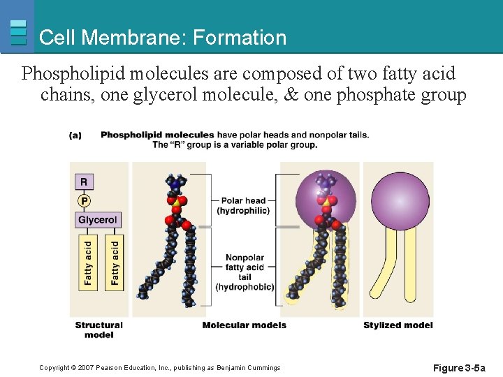 Cell Membrane: Formation Phospholipid molecules are composed of two fatty acid chains, one glycerol