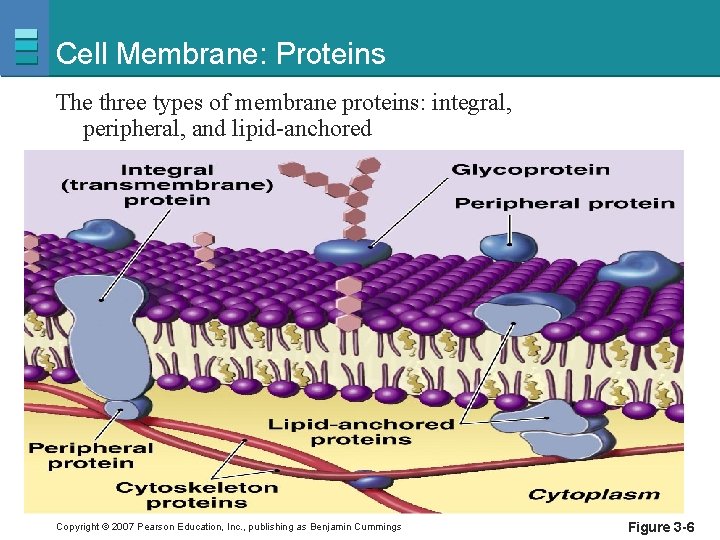 Cell Membrane: Proteins The three types of membrane proteins: integral, peripheral, and lipid-anchored Copyright