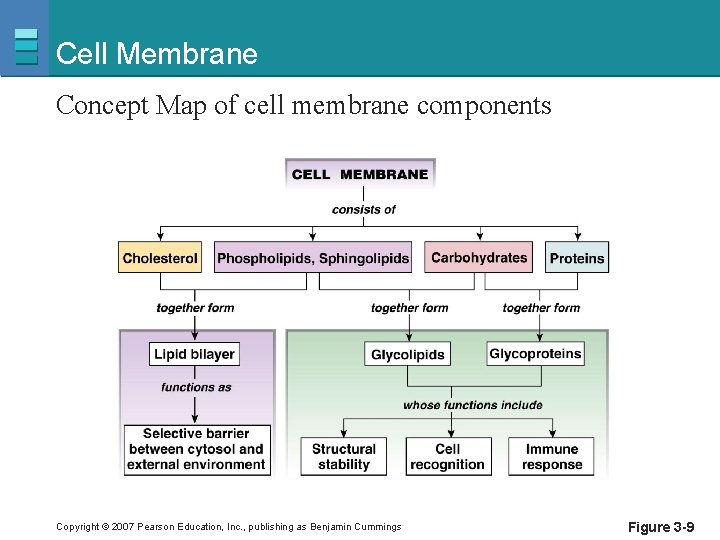 Cell Membrane Concept Map of cell membrane components Copyright © 2007 Pearson Education, Inc.