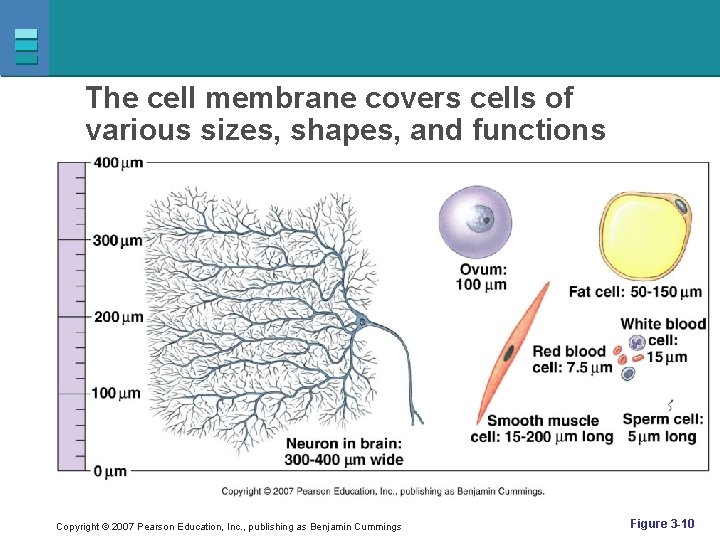 The cell membrane covers cells of various sizes, shapes, and functions Copyright © 2007