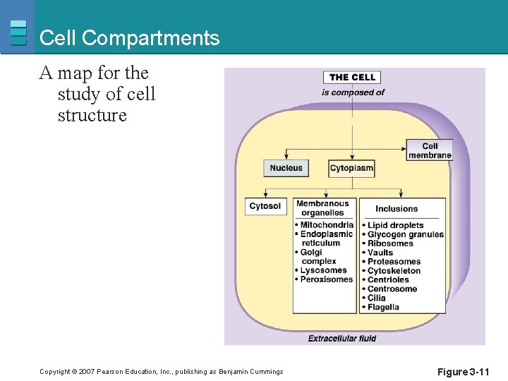Cell Compartments A map for the study of cell structure Copyright © 2007 Pearson