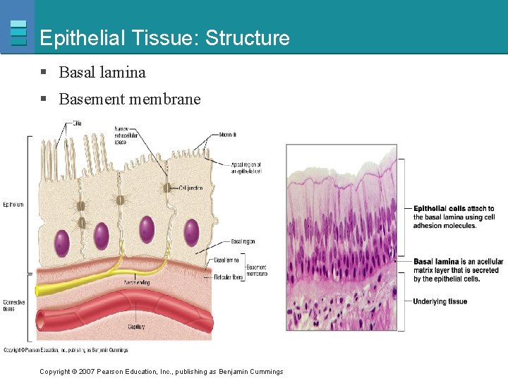 Epithelial Tissue: Structure § Basal lamina § Basement membrane Copyright © 2007 Pearson Education,