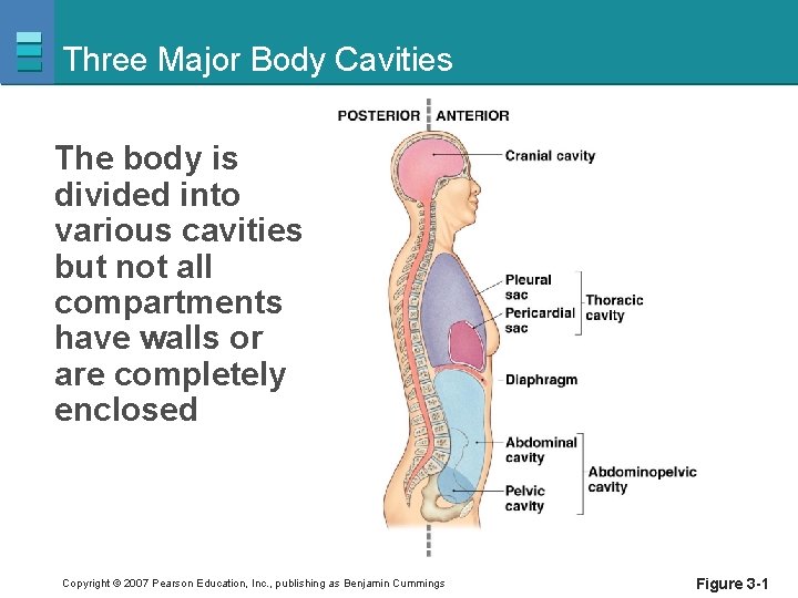Three Major Body Cavities The body is divided into various cavities but not all
