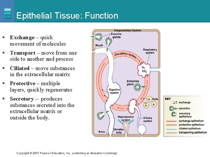 Epithelial Tissue: Function § Exchange – quick movement of molecules § Transport – move
