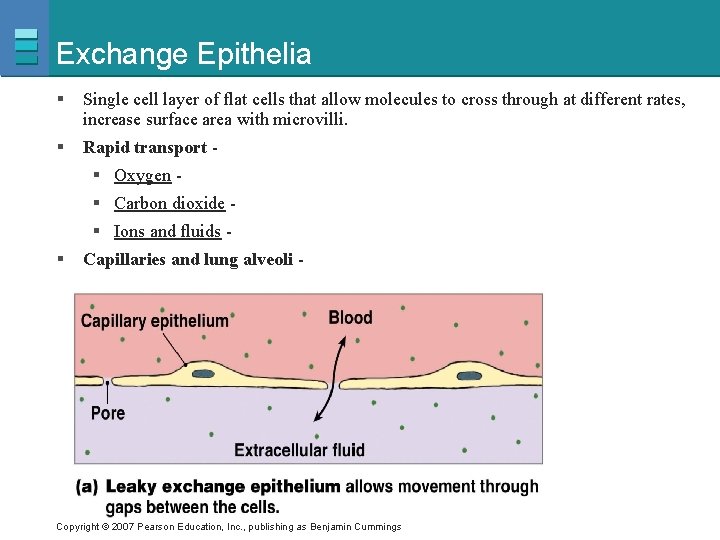 Exchange Epithelia § Single cell layer of flat cells that allow molecules to cross