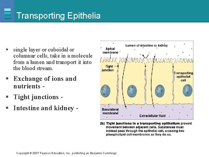 Transporting Epithelia § single layer or cuboidal or columnar cells, take in a molecule