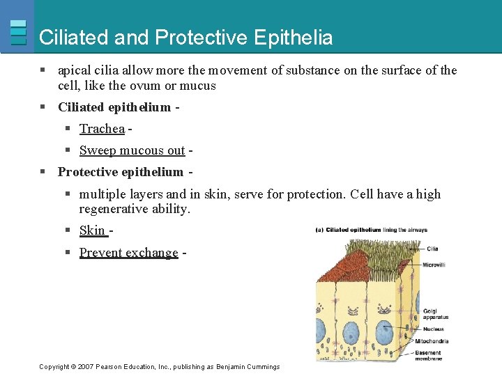 Ciliated and Protective Epithelia § apical cilia allow more the movement of substance on