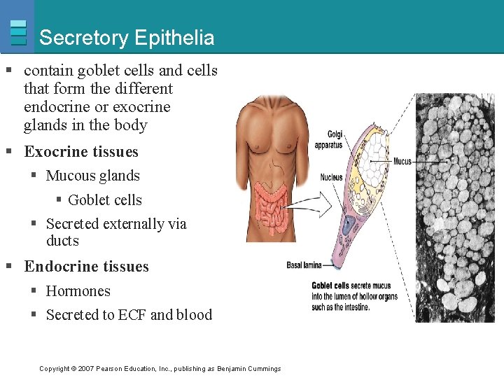 Secretory Epithelia § contain goblet cells and cells that form the different endocrine or