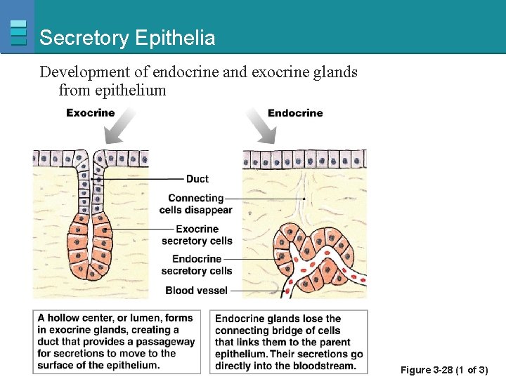 Secretory Epithelia Development of endocrine and exocrine glands from epithelium Copyright © 2007 Pearson