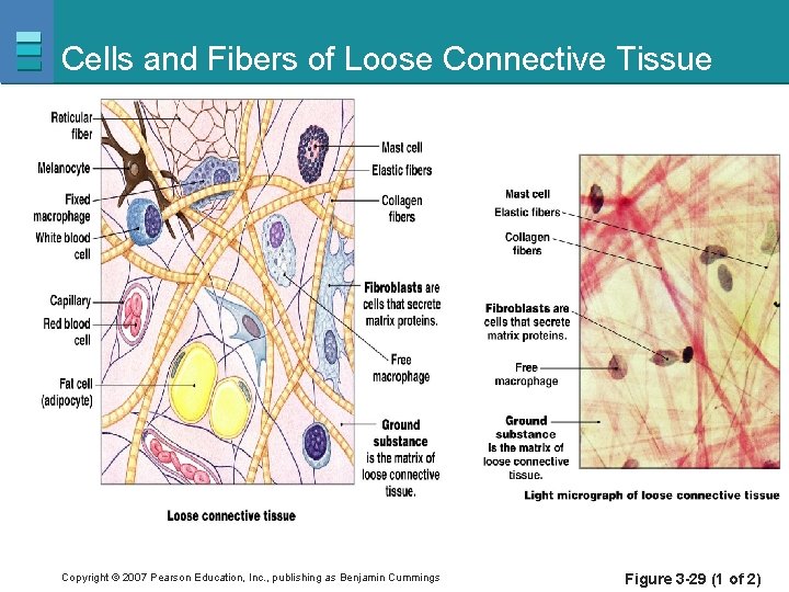 Cells and Fibers of Loose Connective Tissue Copyright © 2007 Pearson Education, Inc. ,