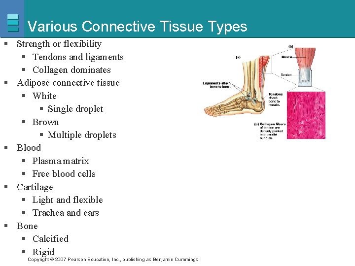 Various Connective Tissue Types § Strength or flexibility § Tendons and ligaments § Collagen
