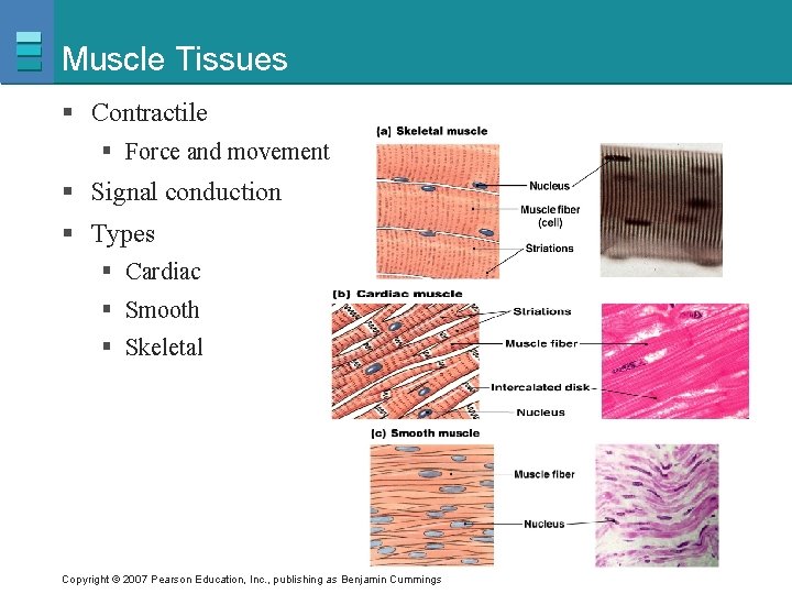 Muscle Tissues § Contractile § Force and movement § Signal conduction § Types §