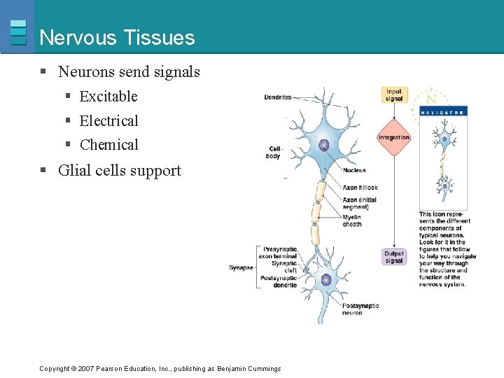 Nervous Tissues § Neurons send signals § Excitable § Electrical § Chemical § Glial