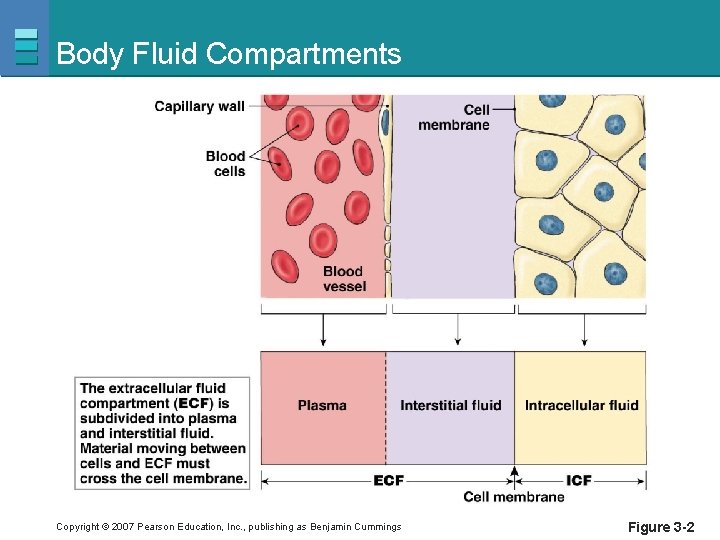 Body Fluid Compartments Copyright © 2007 Pearson Education, Inc. , publishing as Benjamin Cummings