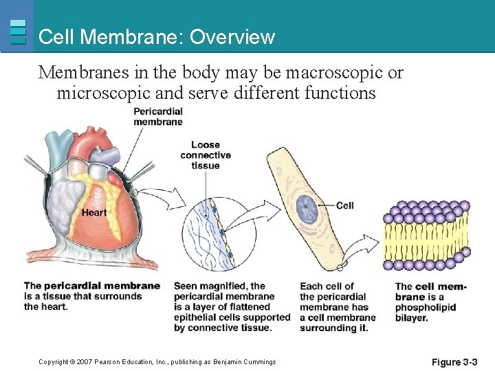 Cell Membrane: Overview Membranes in the body may be macroscopic or microscopic and serve