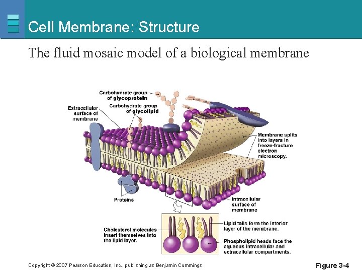 Cell Membrane: Structure The fluid mosaic model of a biological membrane Copyright © 2007