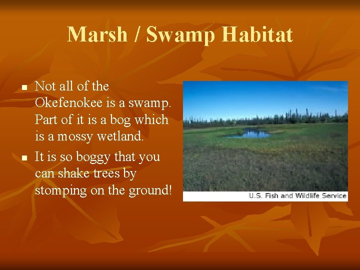 Marsh / Swamp Habitat n n Not all of the Okefenokee is a swamp.