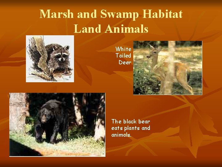 Marsh and Swamp Habitat Land Animals White Tailed Deer The black bear eats plants