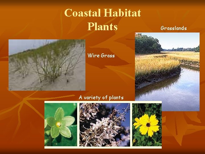 Coastal Habitat Plants Wire Grass A variety of plants Grasslands 