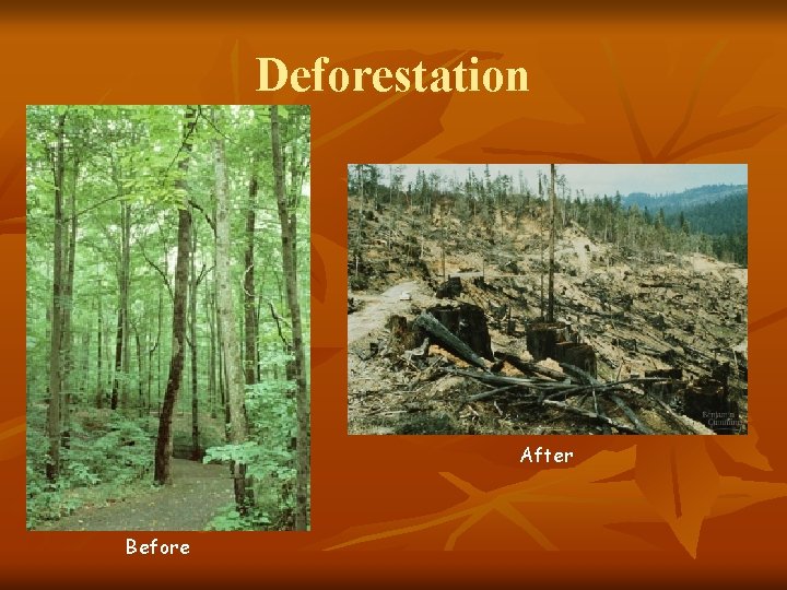 Deforestation After Before 