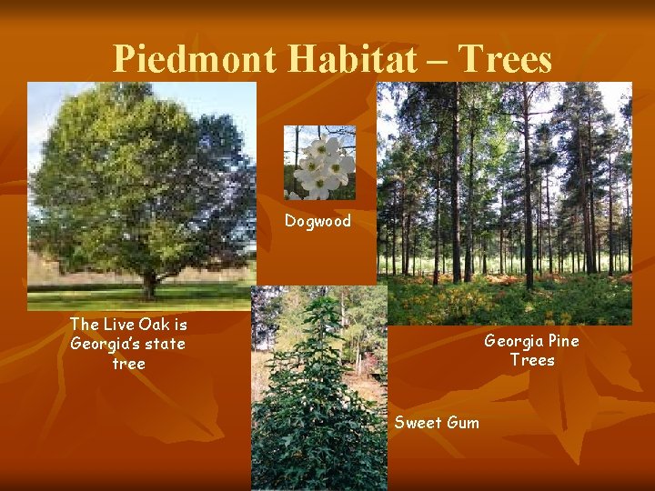 Piedmont Habitat – Trees Dogwood The Live Oak is Georgia’s state tree Georgia Pine