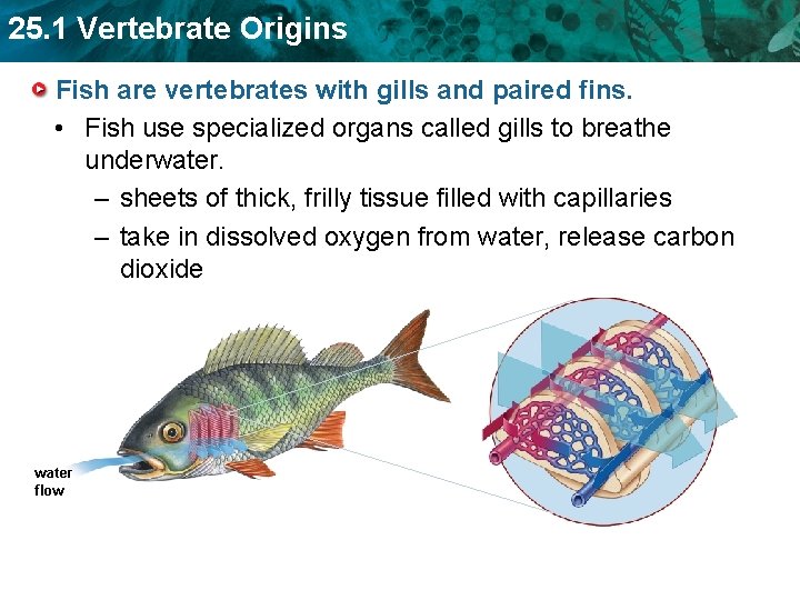25. 1 Vertebrate Origins Fish are vertebrates with gills and paired fins. • Fish