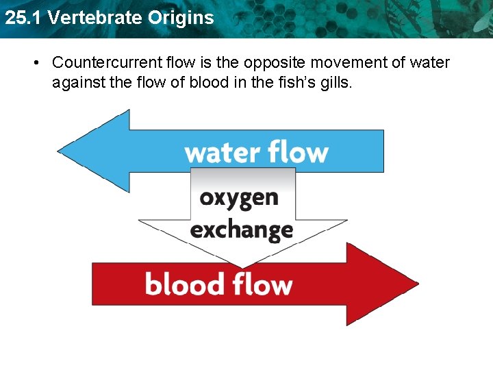 25. 1 Vertebrate Origins • Countercurrent flow is the opposite movement of water against